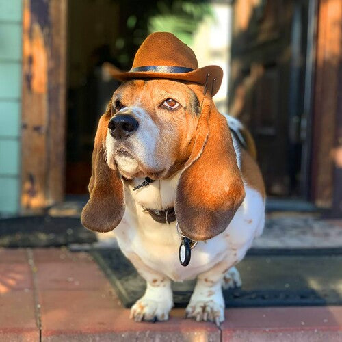 Sombrero de vaquero para perro y gato