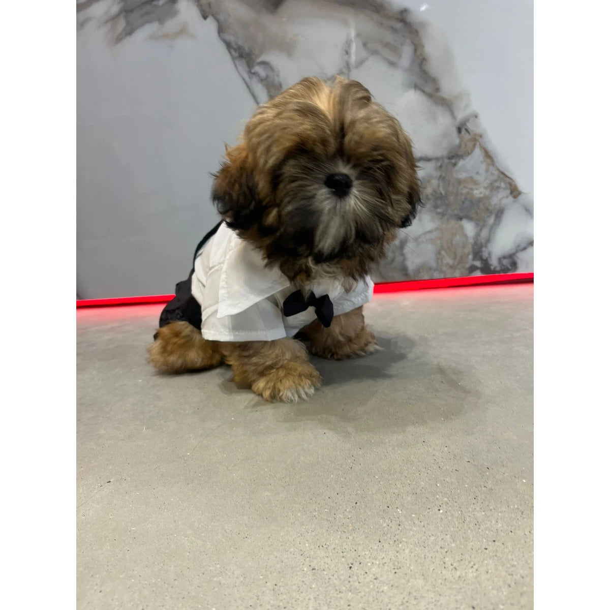 Smoking Para Mascotas