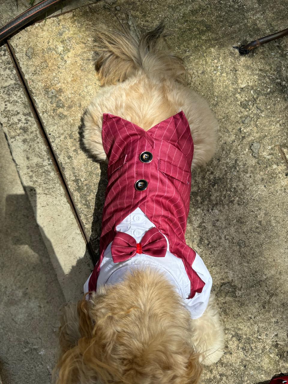 Smoking para Mascota Talla L