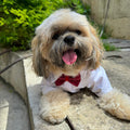 Smoking para Mascota Talla L